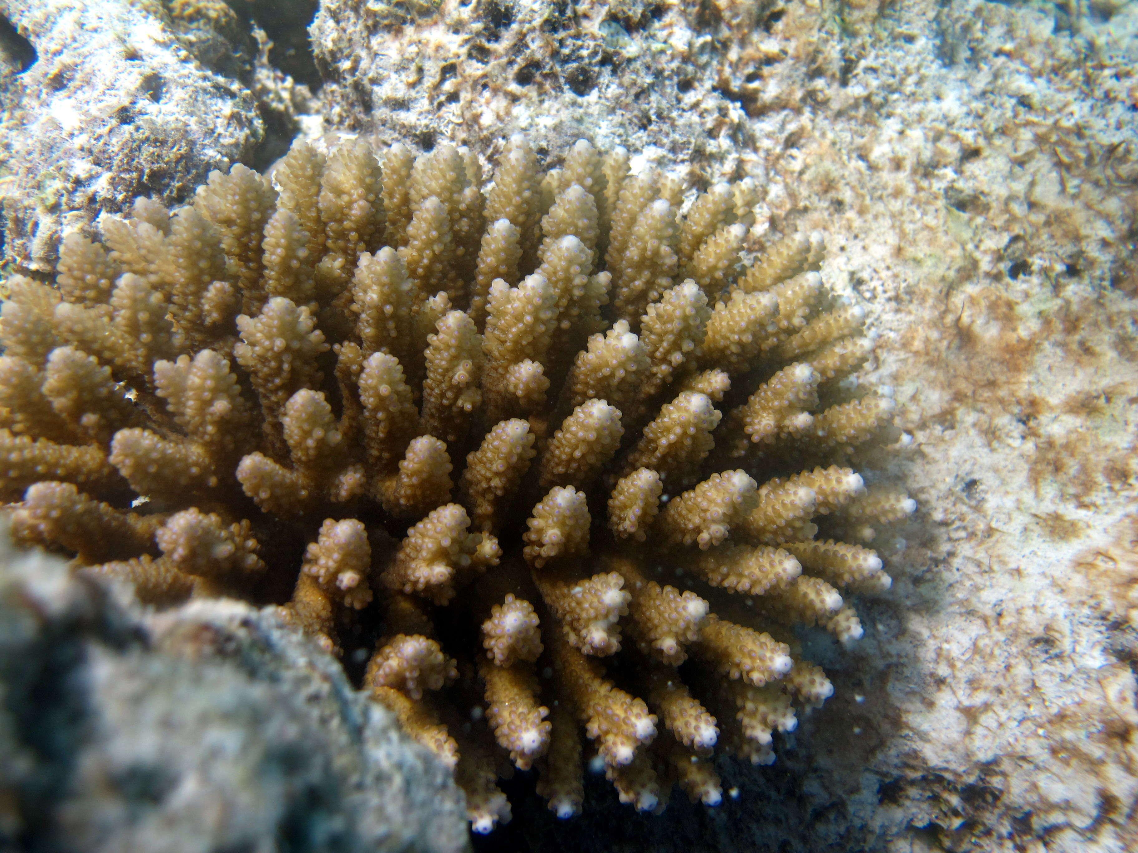 Слика од Acropora verweyi Veron & Wallace 1984