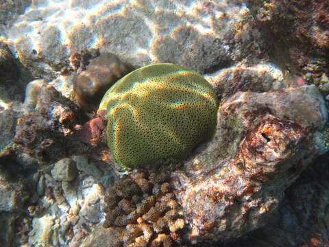 Image of Small knob coral