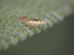 Image of Sage Leafhopper