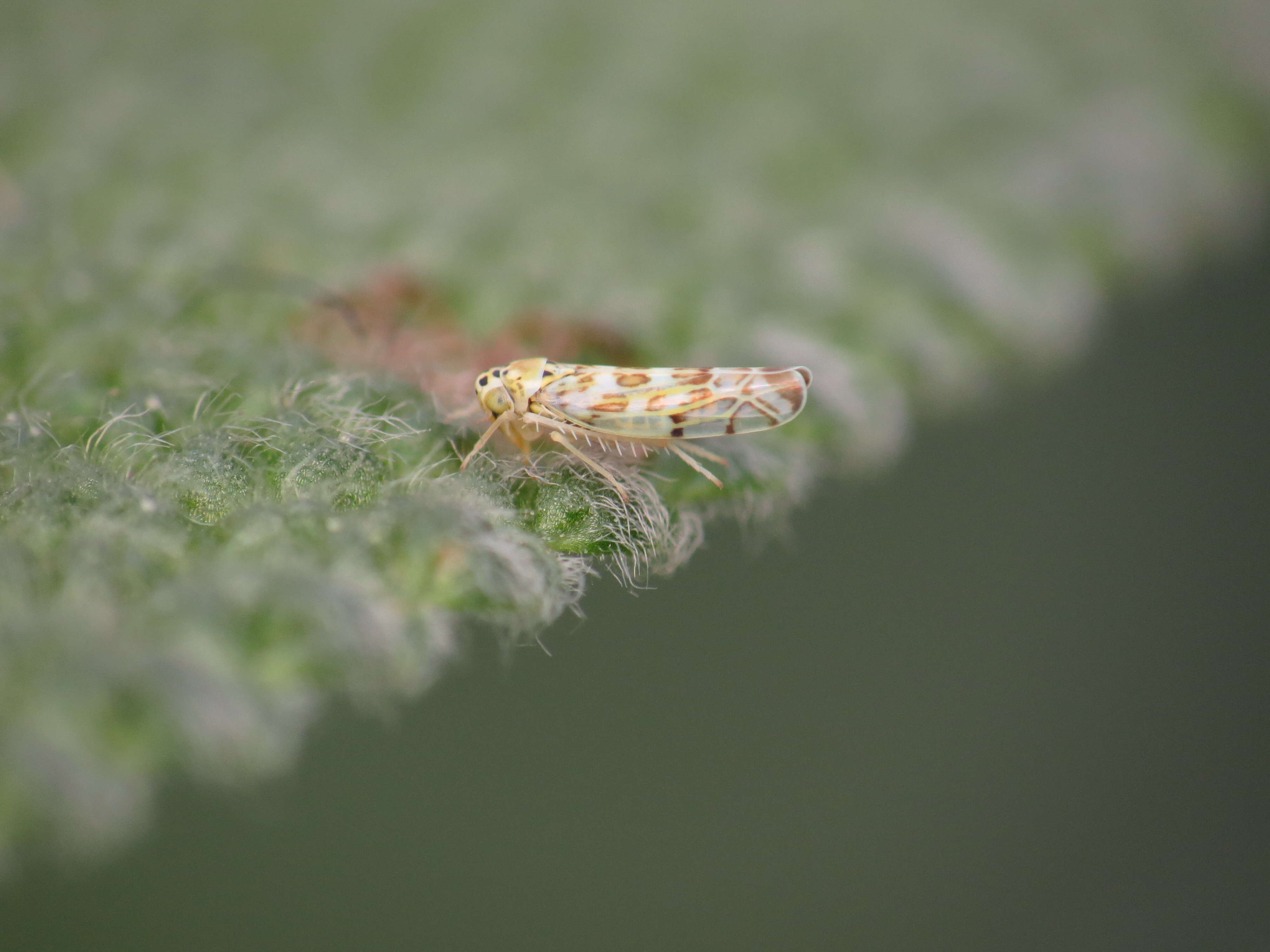 Eupteryx (Eupteryx) melissae Curtis 1837 resmi