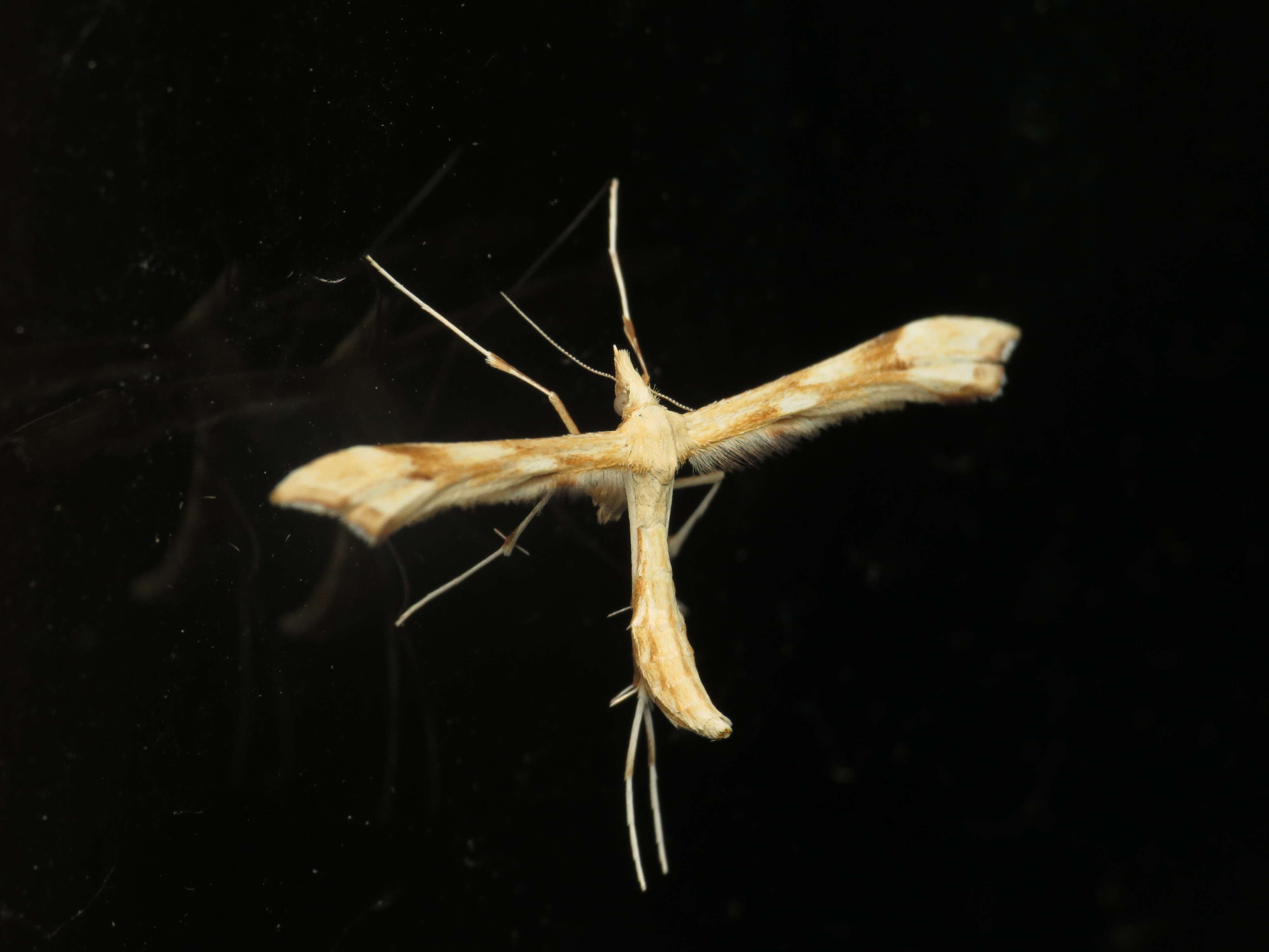 Gillmeria pallidactyla (Haworth 1811) resmi