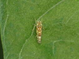 Image of Sage Leafhopper