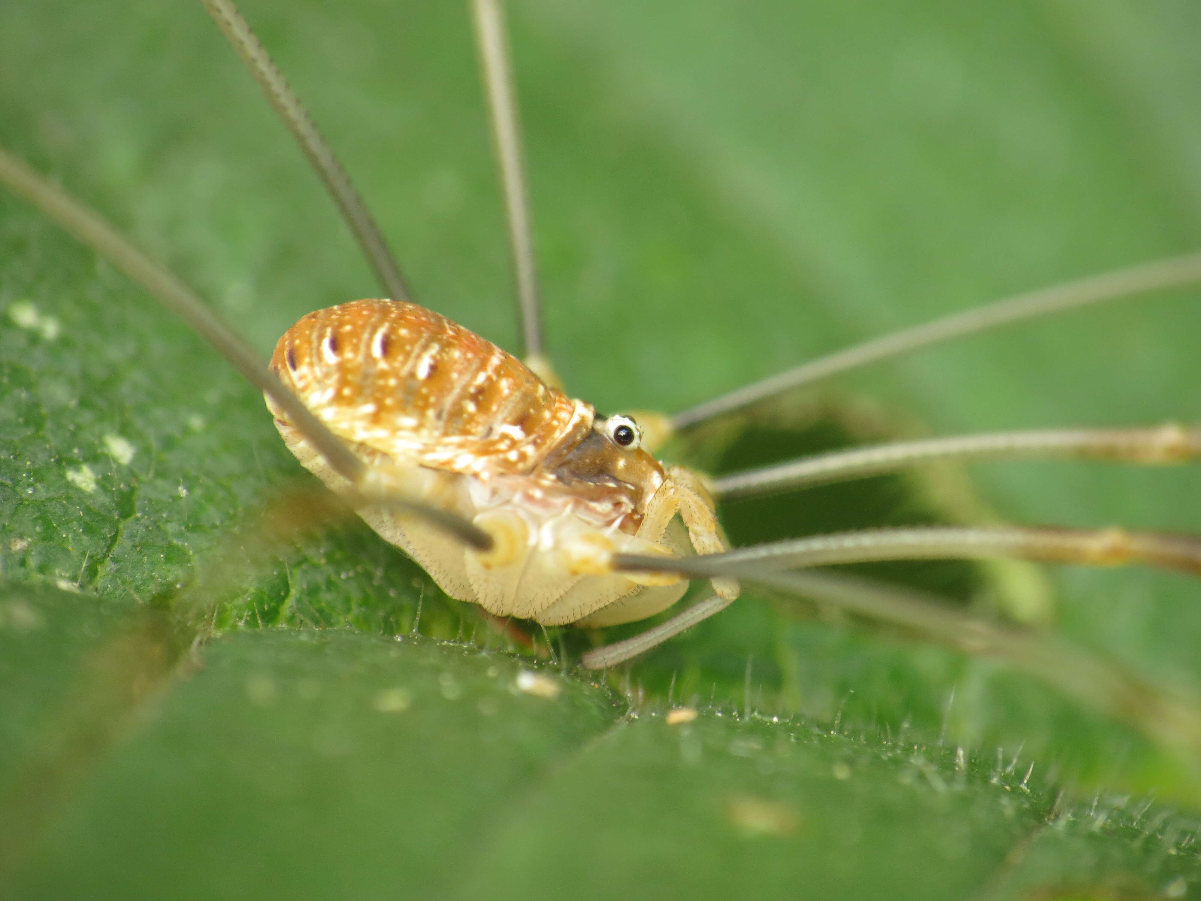 Image of Opilio canestrinii