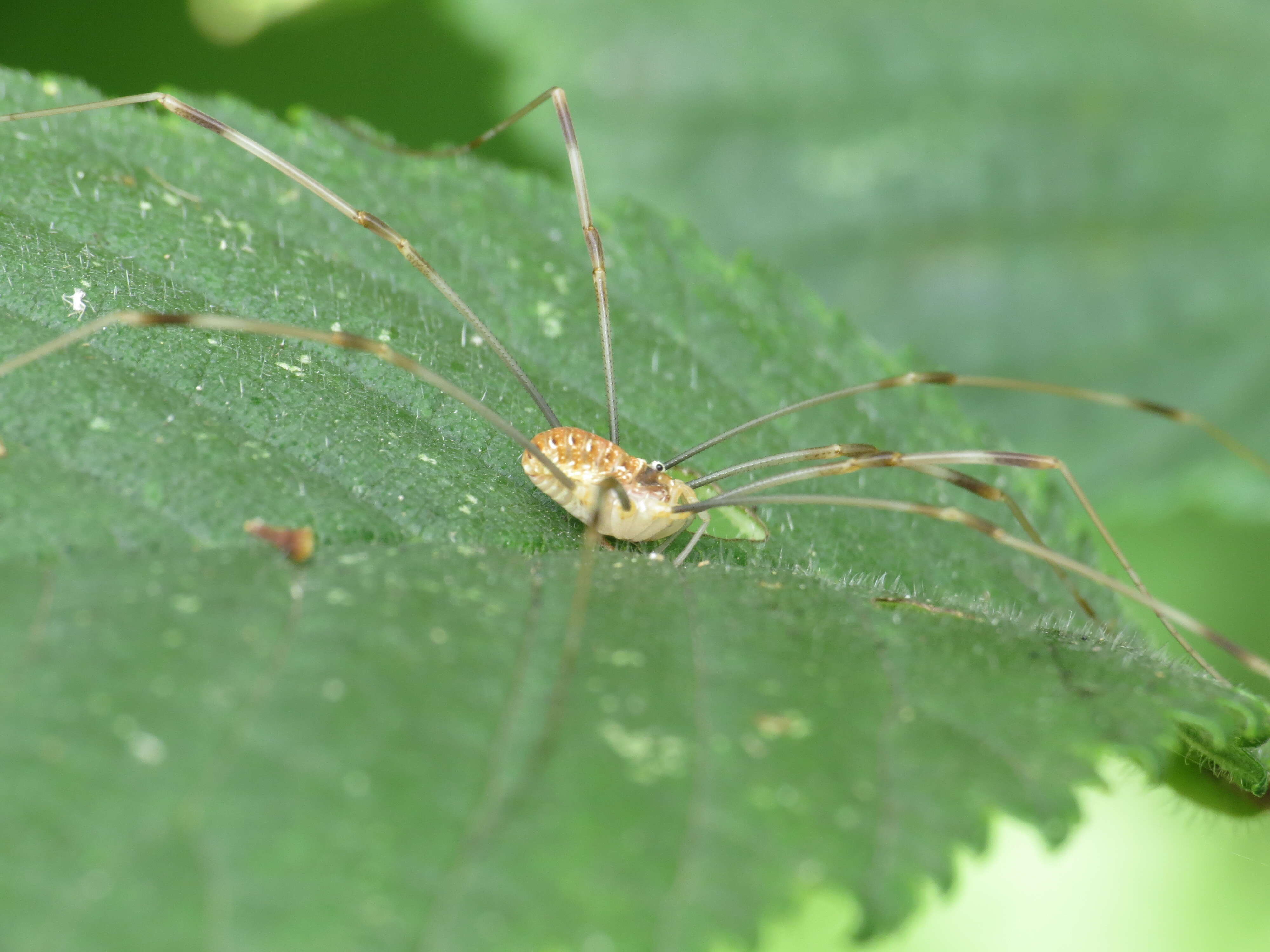 Image of Opilio canestrinii