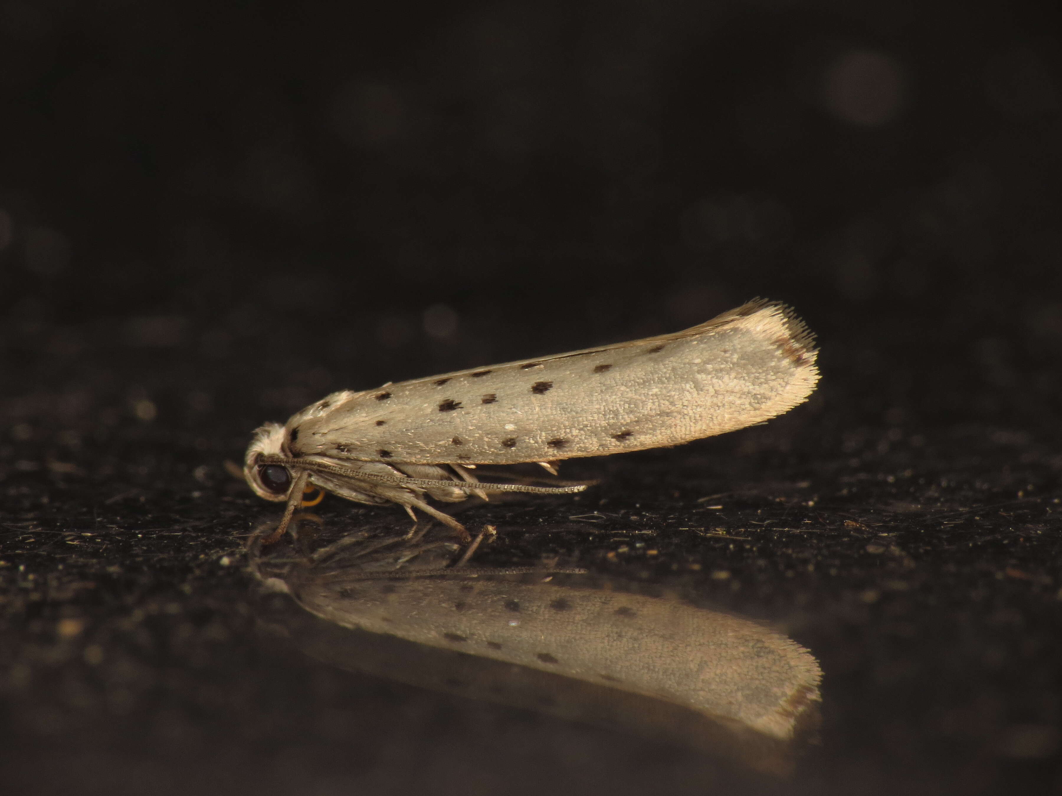 Image of Yponomeuta sedella