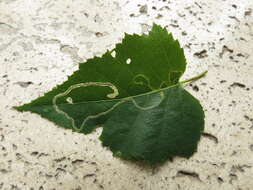 Image of Stigmella confusella (Wood & Walsingham 1894) Vári 1944