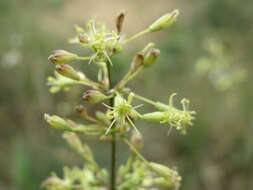 Silene otites (L.) Wibel resmi