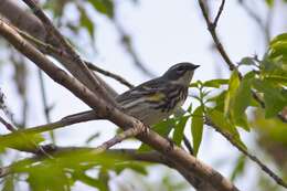 Image of Myrtle Warbler