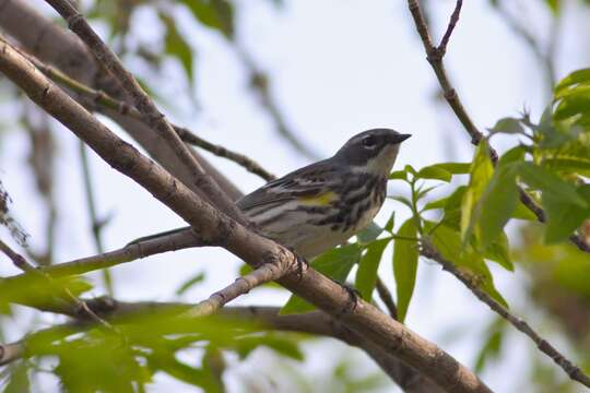 Imagem de Setophaga coronata (Linnaeus 1766)