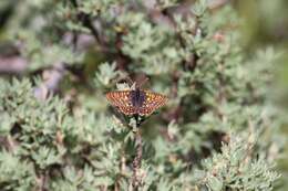 Image of Euphydryas anicia