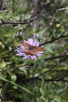 Image of Euphydryas anicia