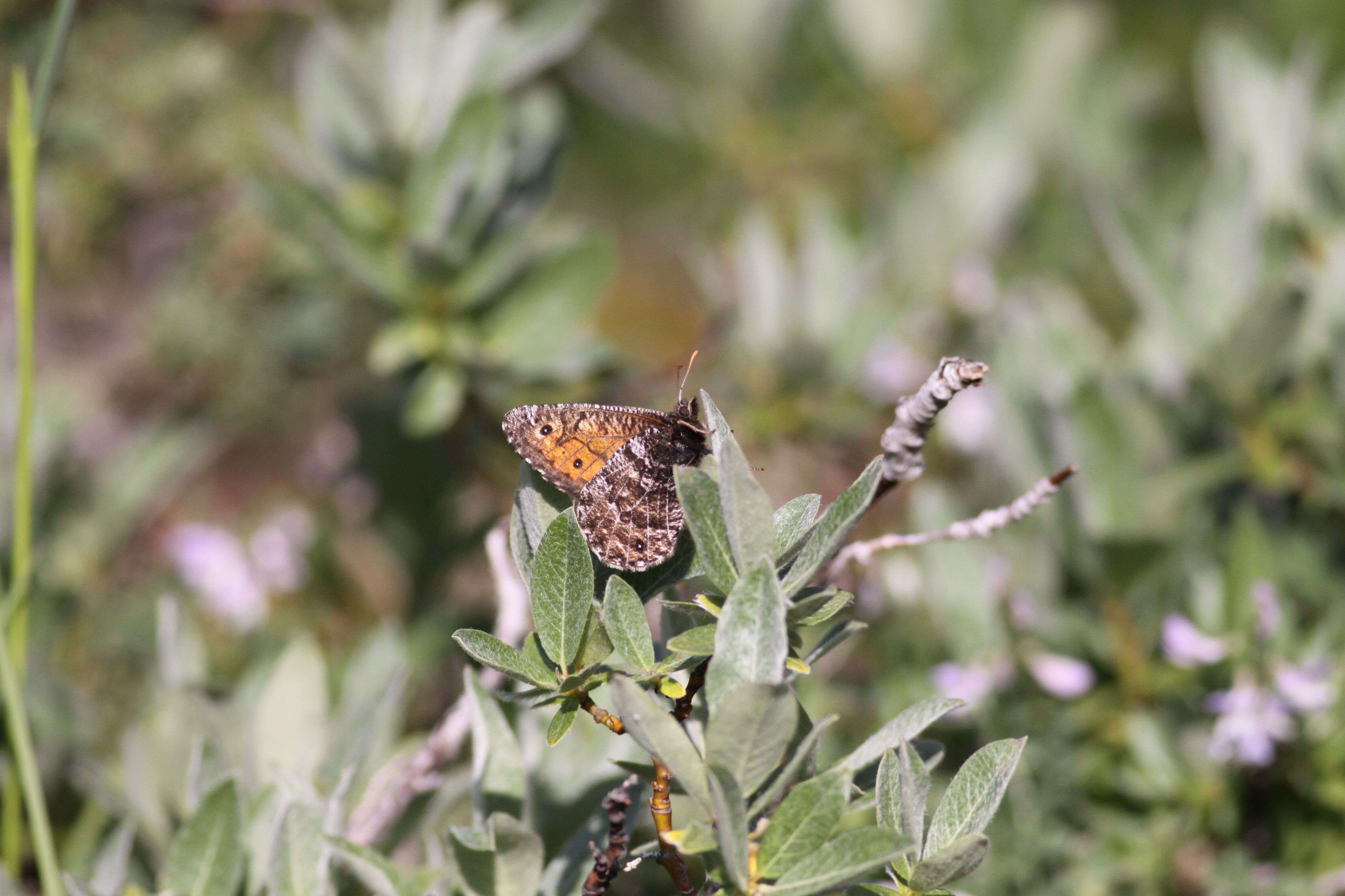 Image of Chryxus Arctic