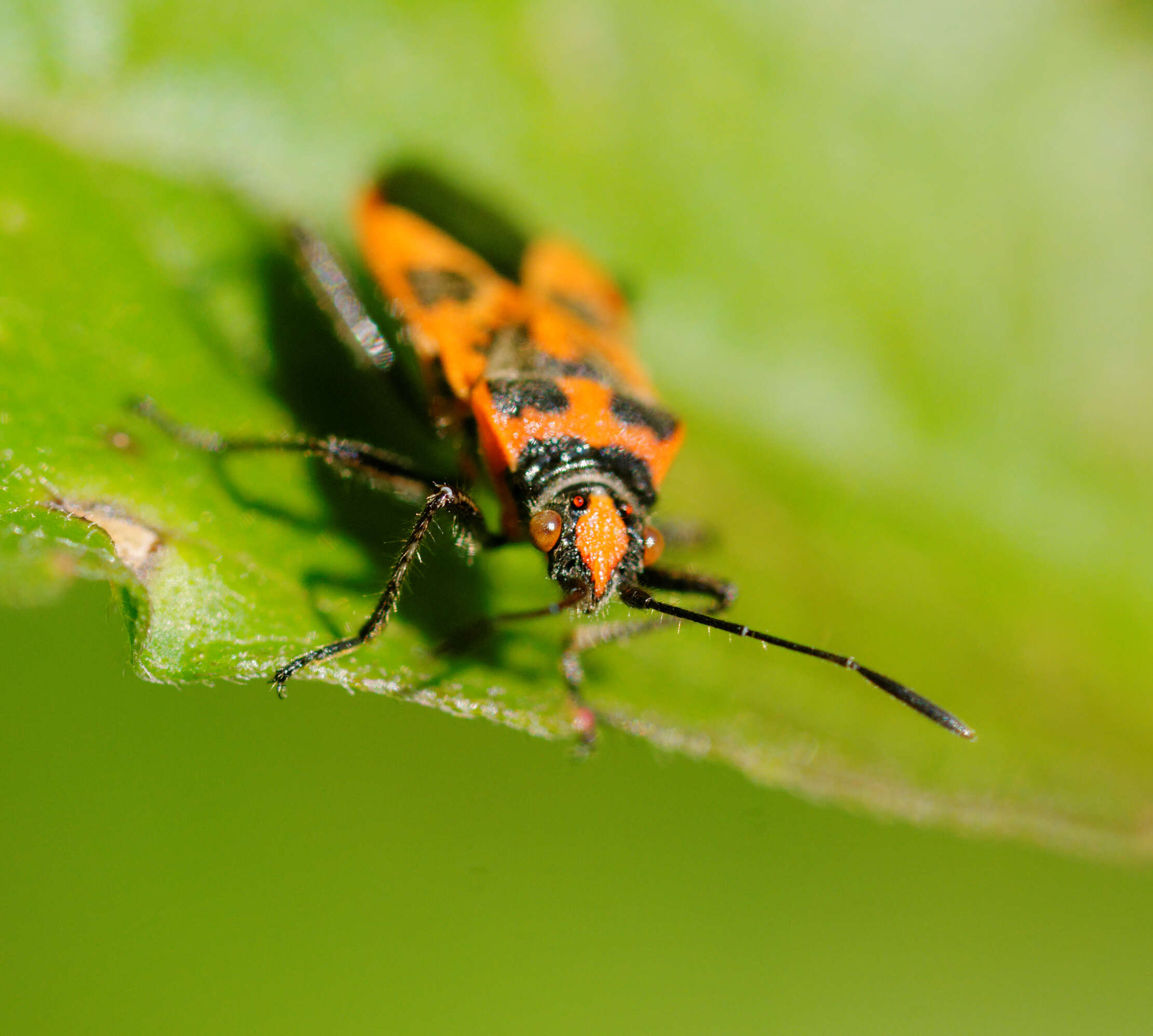 Image of black & red squash bug