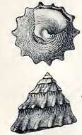 Image of Astralium semicostatum (Kiener 1850)