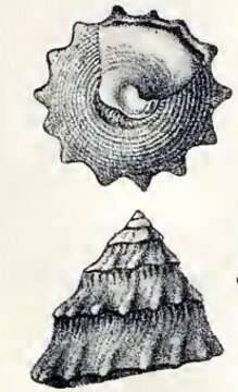 Imagem de Astralium semicostatum (Kiener 1850)