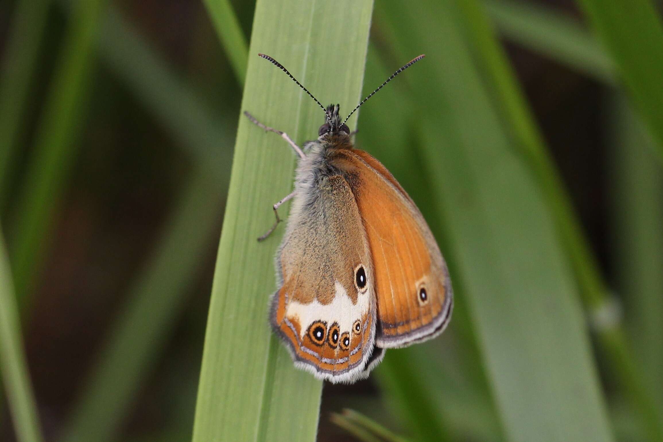 Coenonympha arcania Linnaeus 1761的圖片