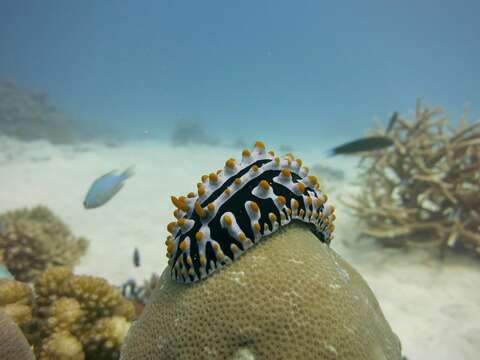 Image of Lumpy black bluegrey orange slug