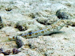 Image of Sand lizardfish