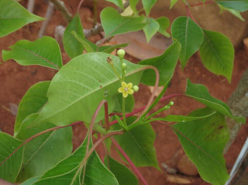 Image of Decalepis arayalpathra (J. Joseph & V. Chandrasekaran) Venter