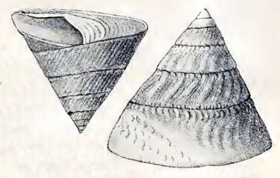 Image of Astralium tentoriiforme (Jonas 1845)