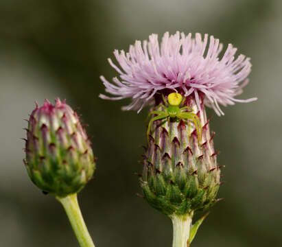 Sivun Ebrechtella tricuspidata (Fabricius 1775) kuva