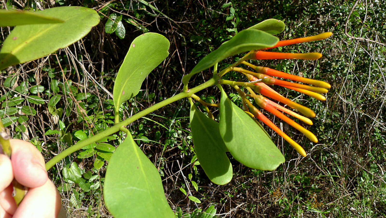 Image of Psittacanthus robustus (Mart.) Mart.