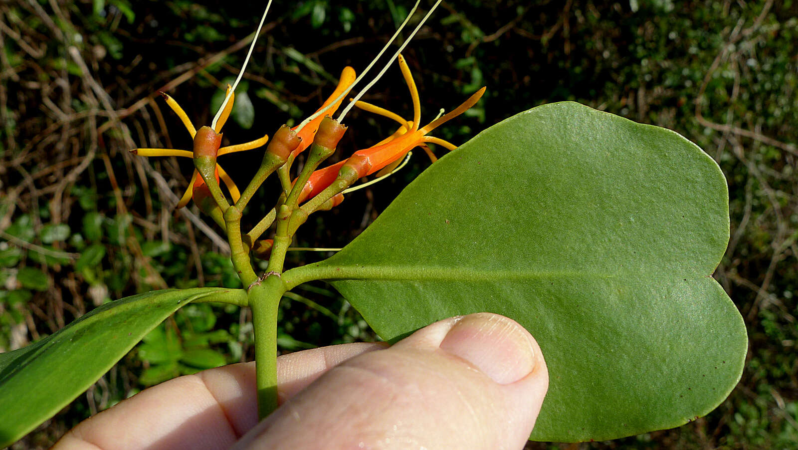 Image of Psittacanthus robustus (Mart.) Mart.