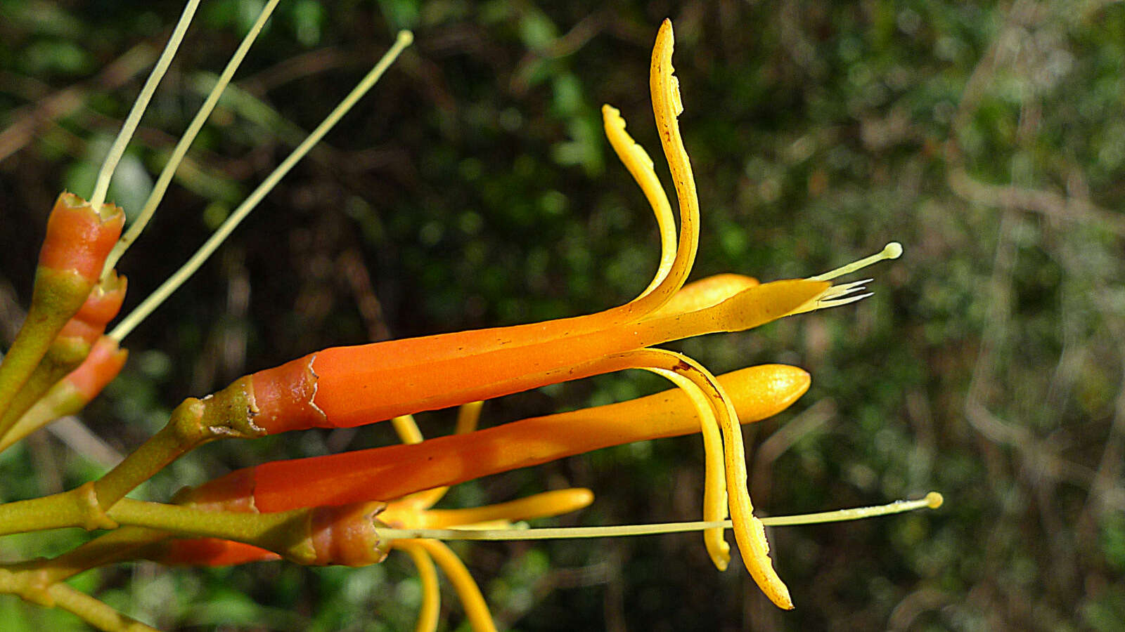 Image of Psittacanthus robustus (Mart.) Mart.