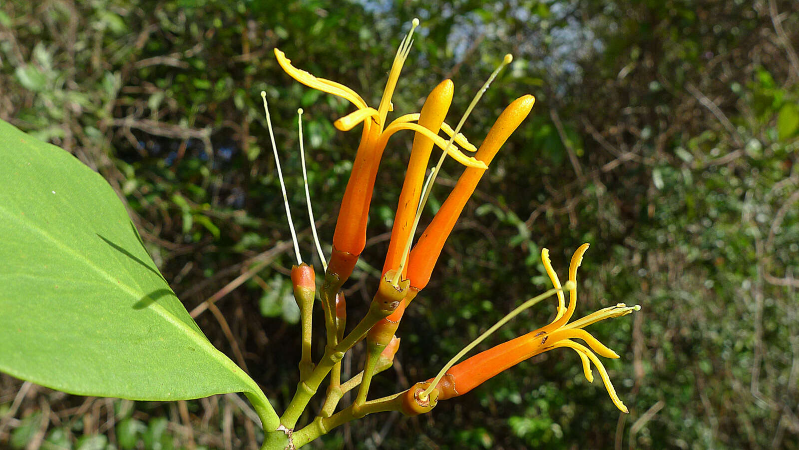 Image of Psittacanthus robustus (Mart.) Mart.