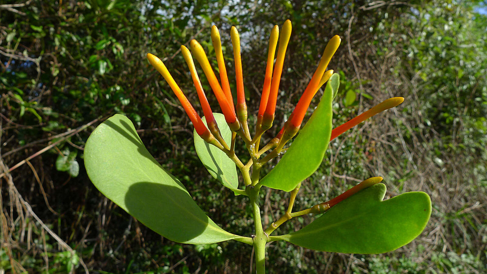 Image of Psittacanthus robustus (Mart.) Mart.