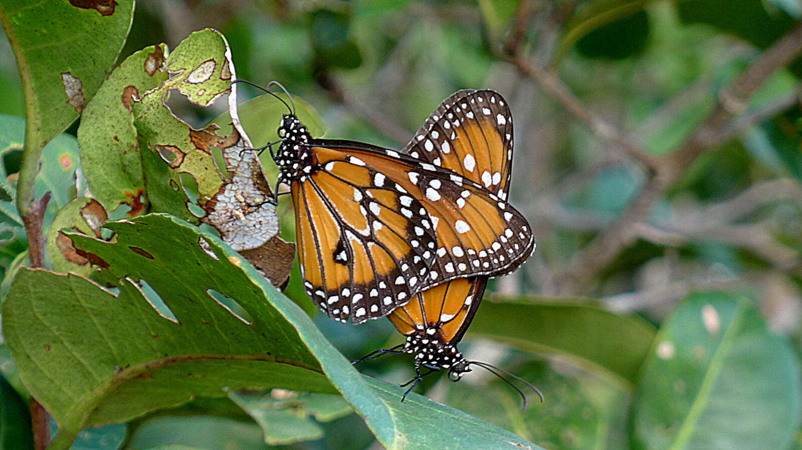 Sivun Danaus (Anosia) erippus Cramer 1775 kuva