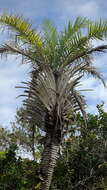 Image of Ouricury palm