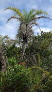 Image of Ouricury palm