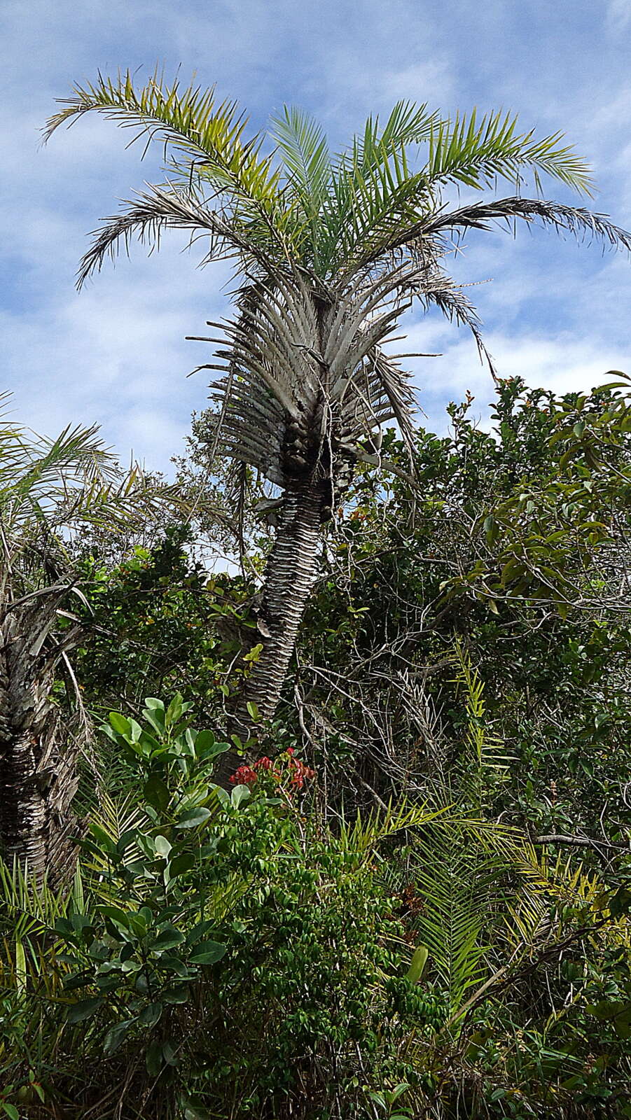 Image of Ouricury palm