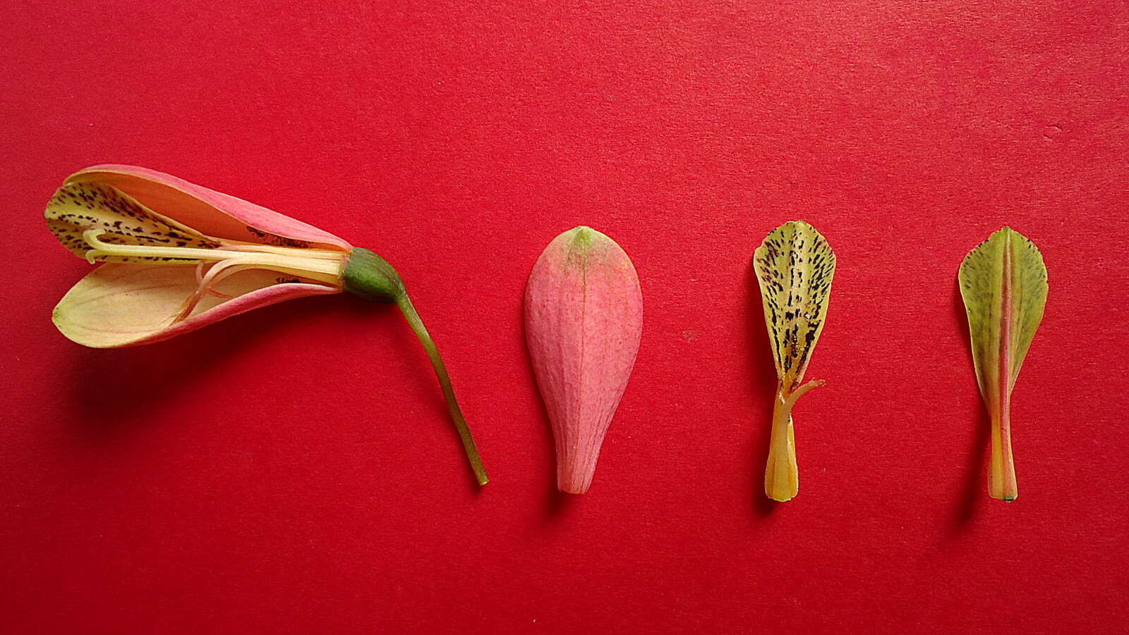 Image of Bomarea edulis (Tussac) Herb.