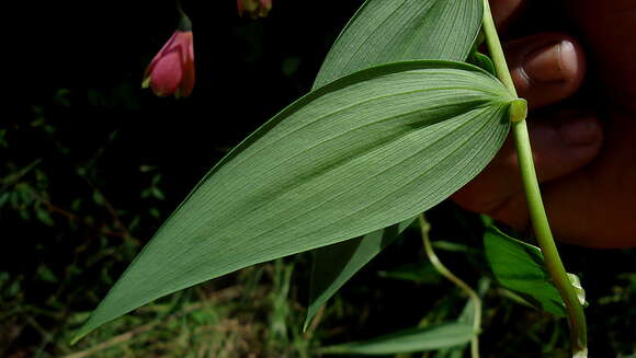 Image of Bomarea edulis (Tussac) Herb.