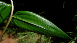 Image of Bomarea edulis (Tussac) Herb.