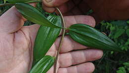 Image of Bomarea edulis (Tussac) Herb.