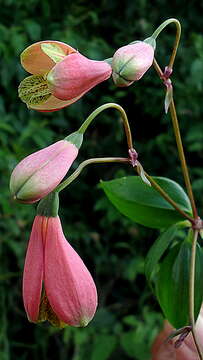 Image of Bomarea edulis (Tussac) Herb.