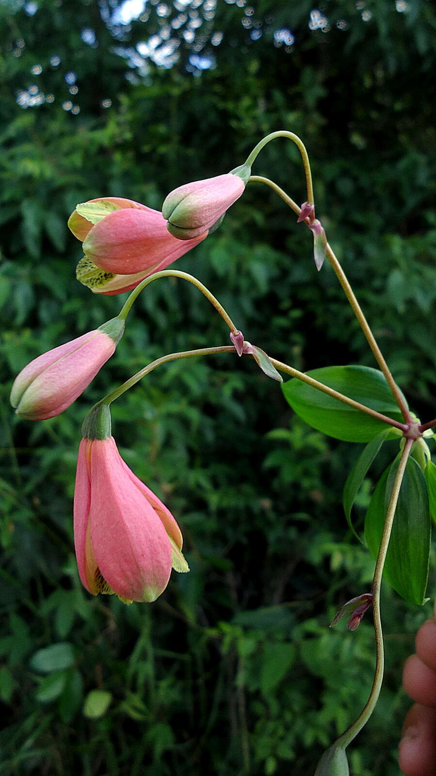 Image of Bomarea edulis (Tussac) Herb.