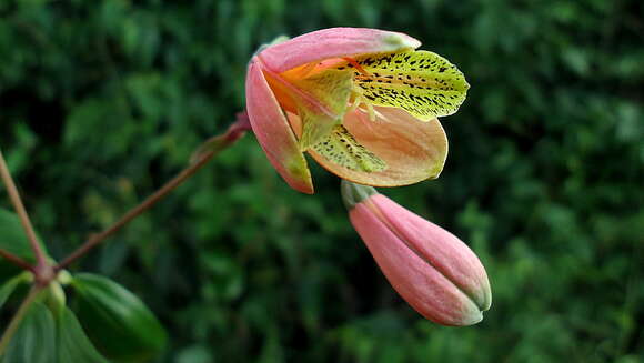 Image of Bomarea edulis (Tussac) Herb.