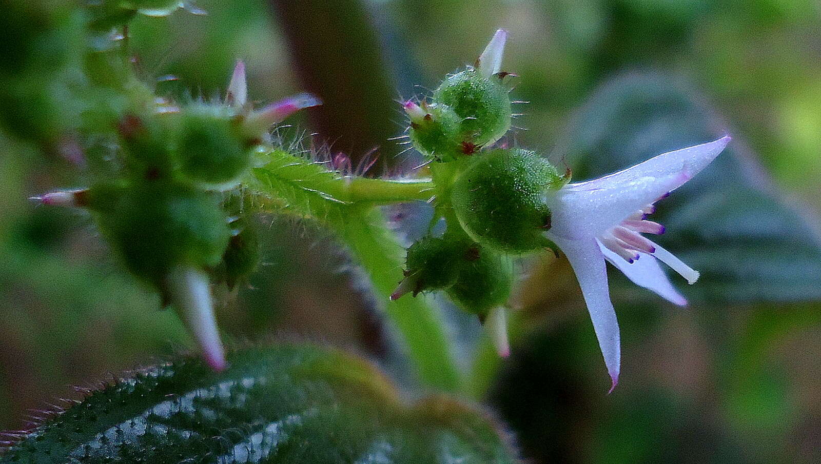 Image of Aciotis rubricaulis (C. Martius ex DC.) Triana