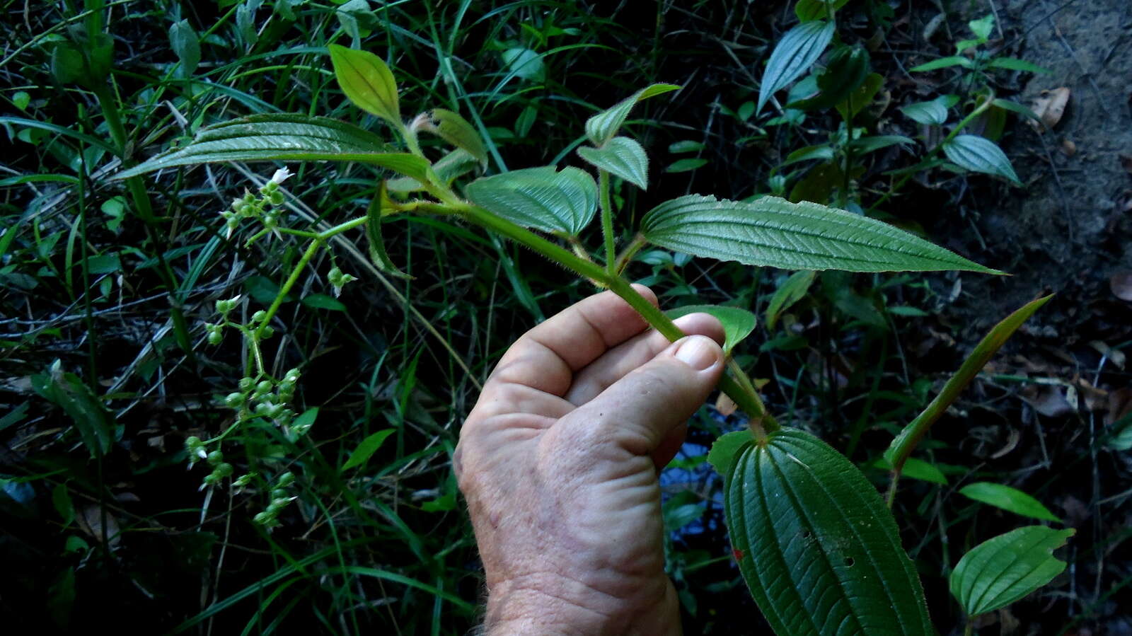 Image of Aciotis rubricaulis (C. Martius ex DC.) Triana