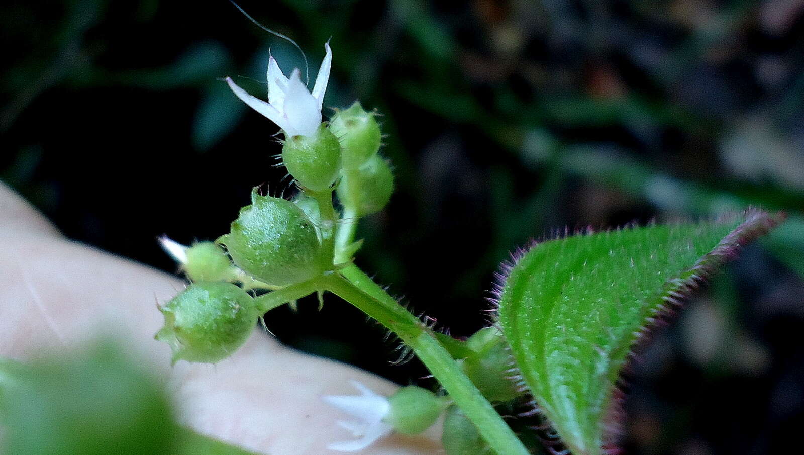 Image of Aciotis rubricaulis (C. Martius ex DC.) Triana