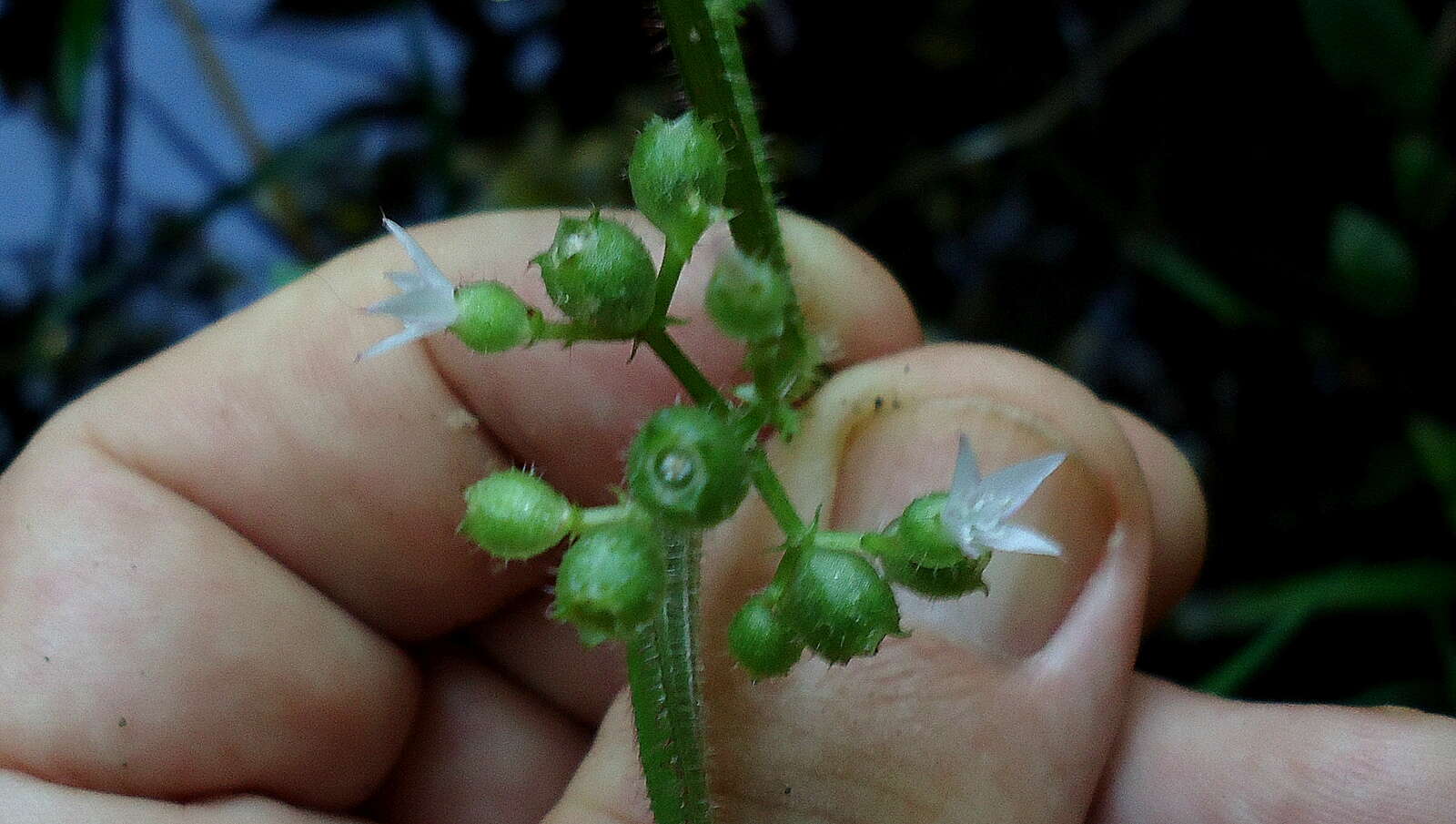 Image of Aciotis rubricaulis (C. Martius ex DC.) Triana