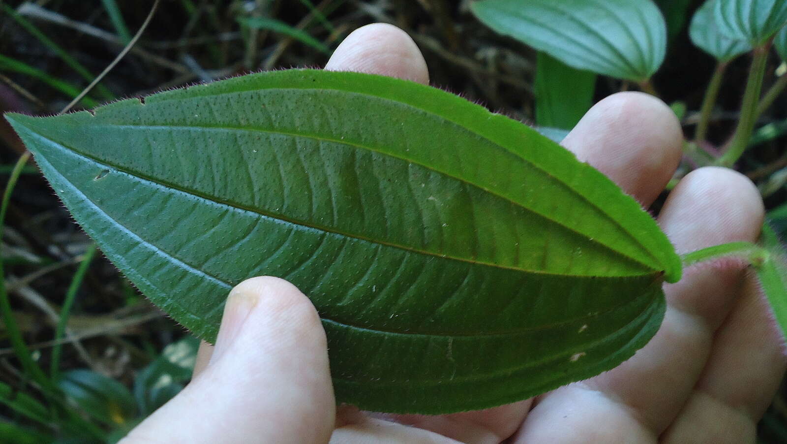 Image of Aciotis rubricaulis (C. Martius ex DC.) Triana