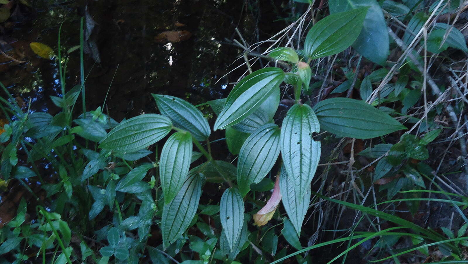 Image of Aciotis rubricaulis (C. Martius ex DC.) Triana