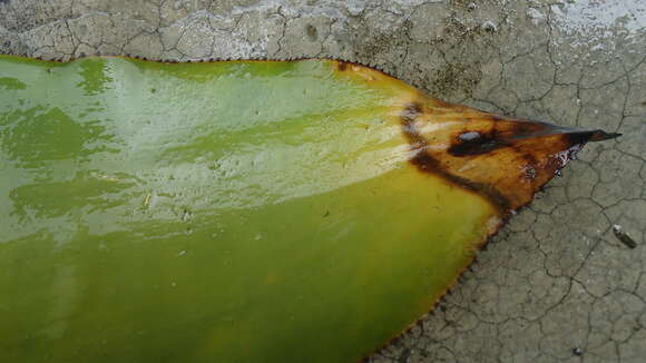 Aechmea lingulata (L.) Baker的圖片