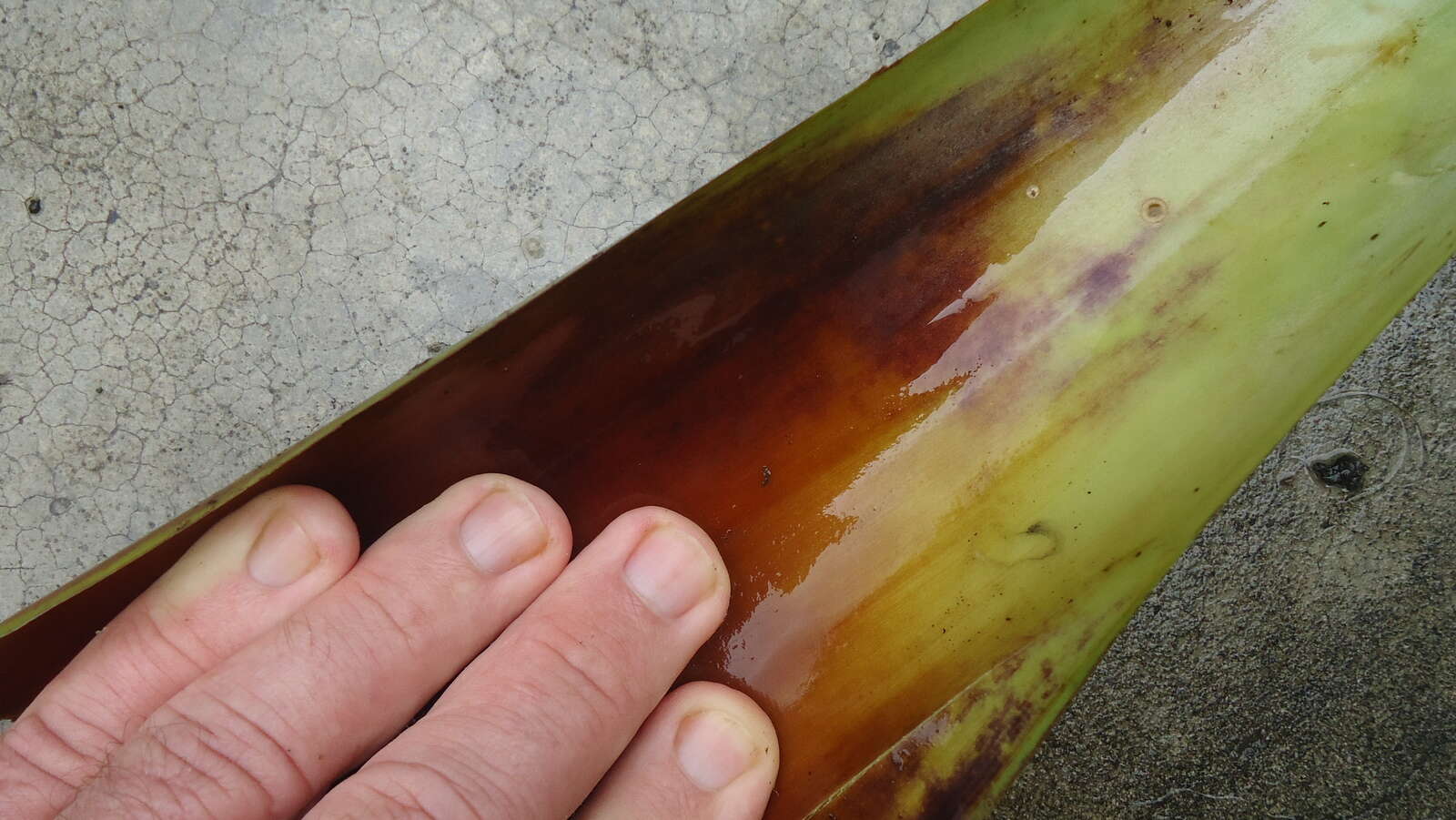 Aechmea lingulata (L.) Baker的圖片