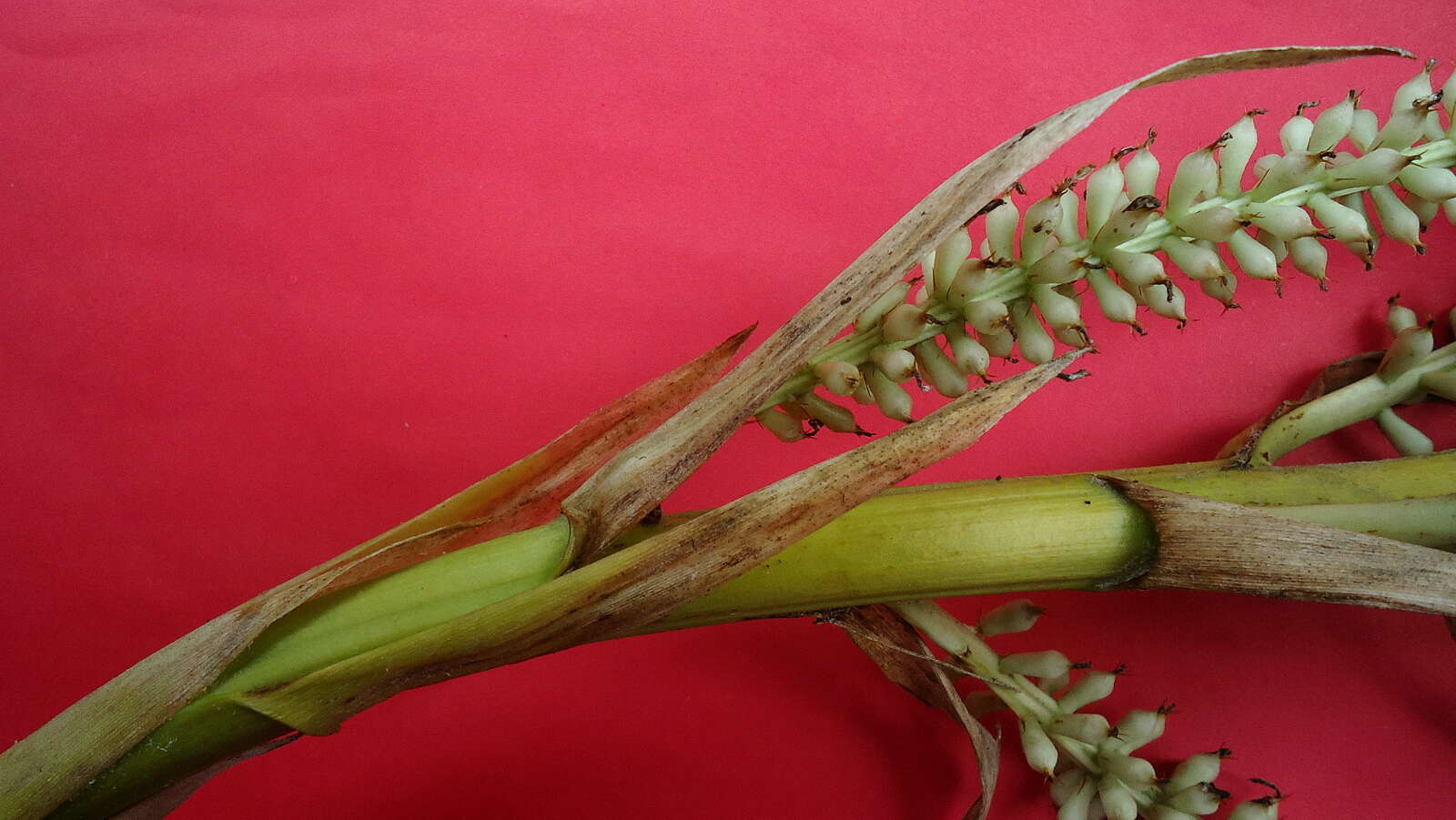 Aechmea lingulata (L.) Baker的圖片